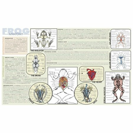 FREY SCIENTIFIC Laminated Dissection Mat, 0.2 Mil Thick, Frog Anatomy Print 420.5030.1
